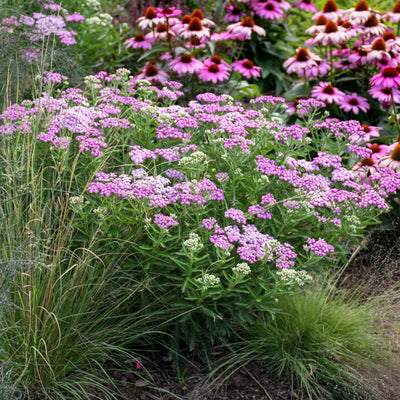 'Firefly Amethyst' Yarrow (Achillea hybrid)