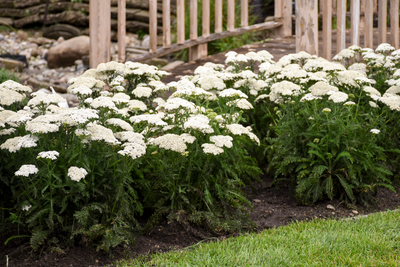 'Firefly Diamond' Yarrow (Achillea)