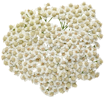 'Firefly Diamond' Yarrow (Achillea)