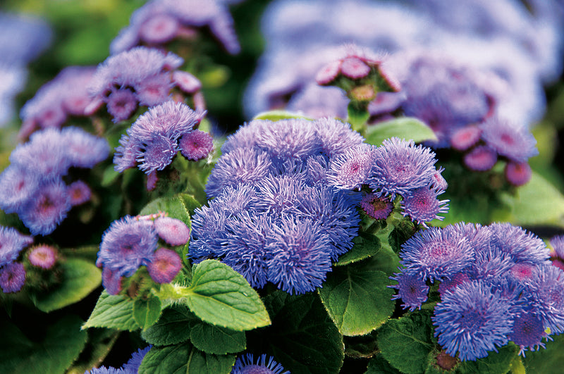 Artist® Blue Flossflower (Ageratum hybrid)