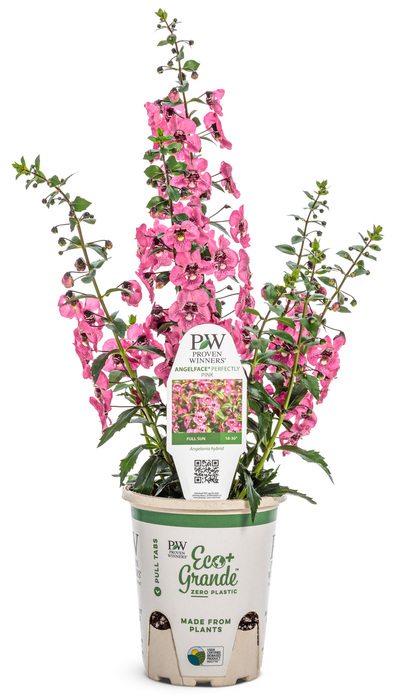 Angelface® Perfectly Pink Summer Snapdragon (Angelonia)