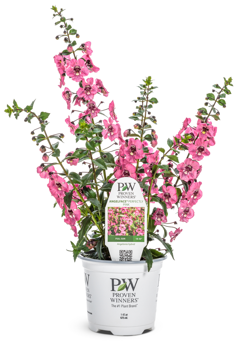 Limited Edition Angelface® Perfectly Pink Summer Snapdragon (Angelonia) 1 Gallon