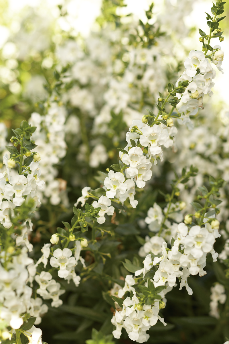 Limited Edition Angelface® Super White (Angelonia) 1 Gallon