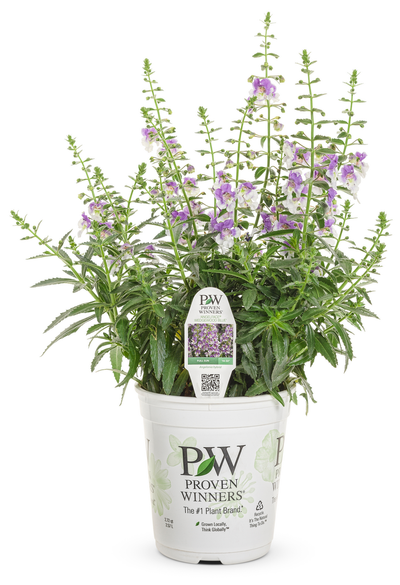 Limited Edition Angelface® Wedgwood Blue Summer Snapdragon (Angelonia) 1 Gallon