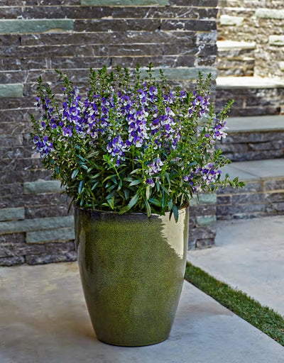 Annual Plants|Angelonia - Angelface Wedgwood Blue Summer Snapdragon  5