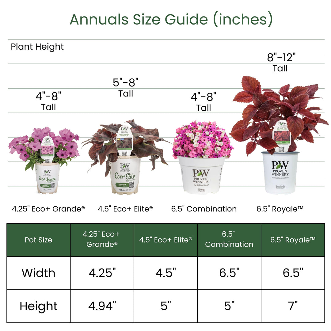 Verbena | Superbena® Peachy Keen | Proven Winners® Annuals