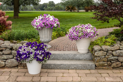 Supertunia® Bordeaux™ (Petunia hybrid)