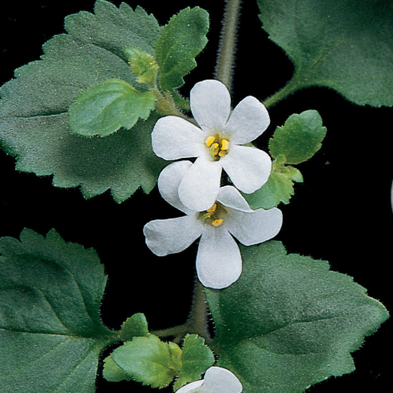 Snowstorm Giant Snowflake Bacopa up close.