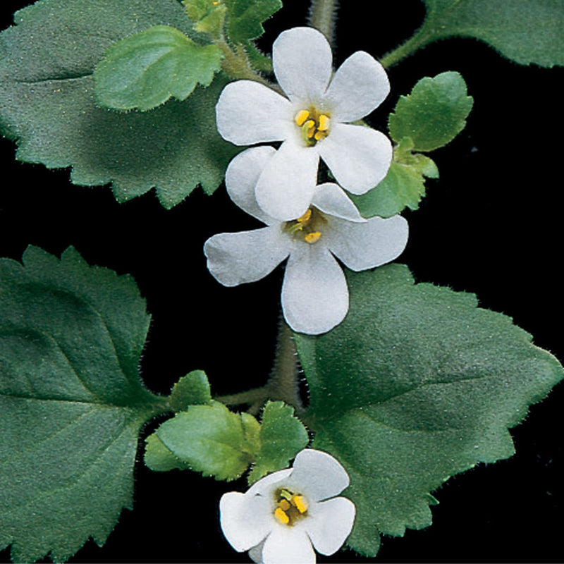 Snowstorm® Giant Snowflake® Bacopa (Sutera cordata)