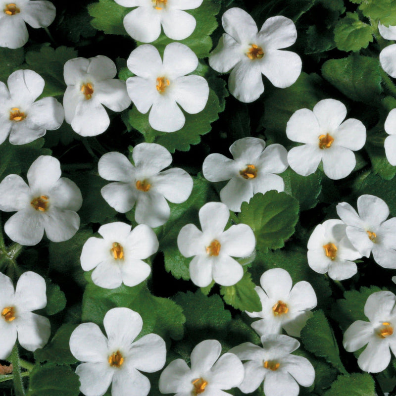 Snowstorm Giant Snowflake Bacopa up close.