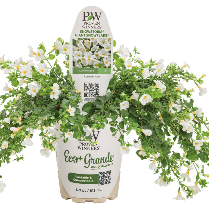 Bacopa | Snowstorm® Giant Snowflake® | Proven Winners® Annuals