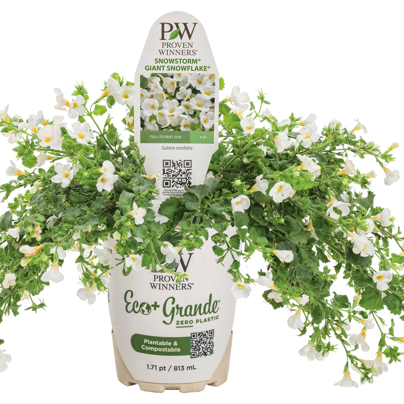 Snowstorm® Giant Snowflake® Bacopa (Sutera cordata)