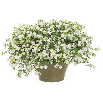 Snowstorm® Giant Snowflake® Bacopa (Sutera cordata)