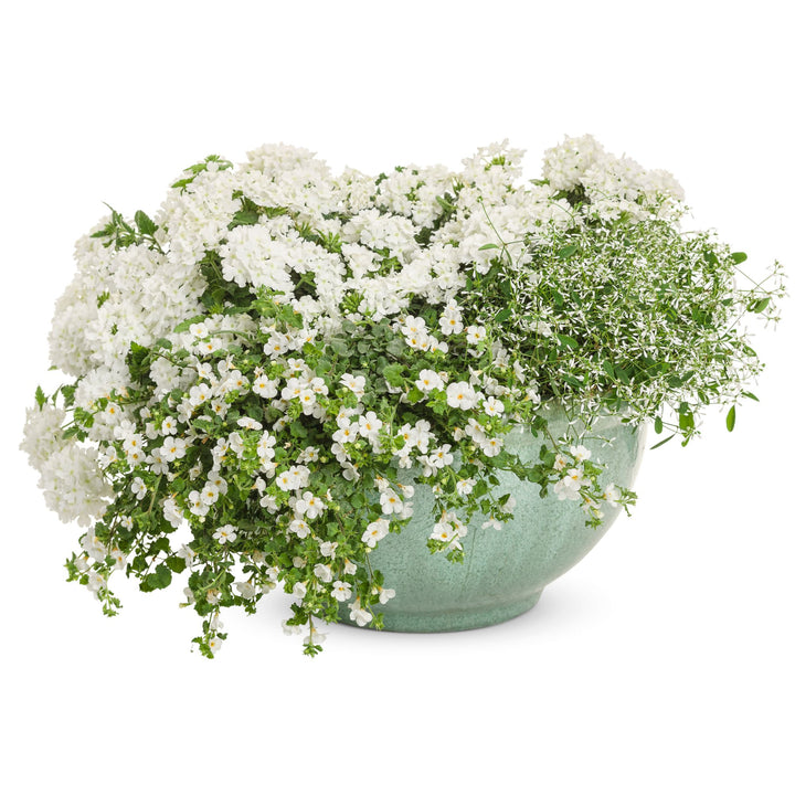 Bacopa | Snowstorm® Giant Snowflake® | Proven Winners® Annuals