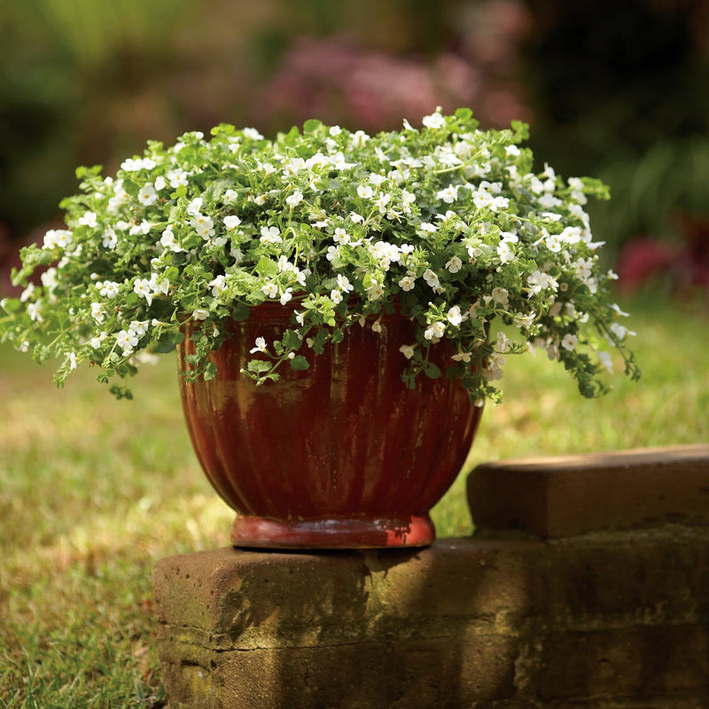 Snowstorm Giant Snowflake Bacopa in use.