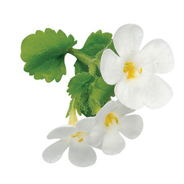 Snowstorm® Giant Snowflake® Bacopa (Sutera cordata)