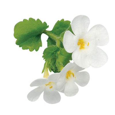 Snowstorm® Giant Snowflake® Bacopa (Sutera cordata)