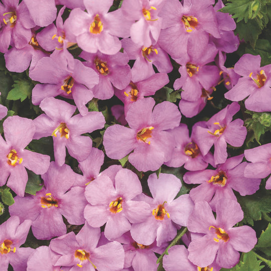 Snowstorm® Rose Bacopa (Sutera cordata)