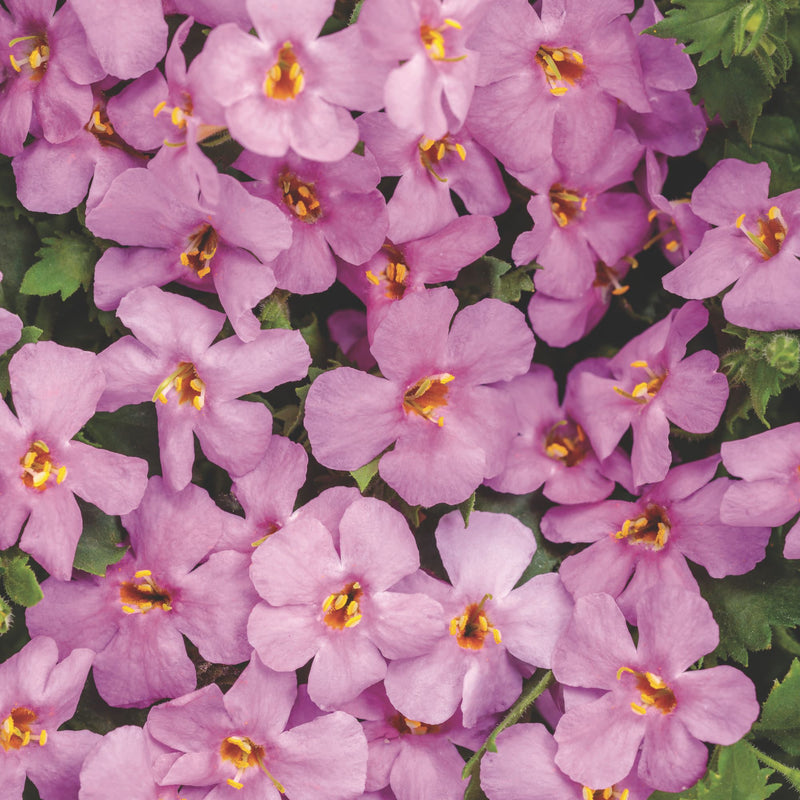 Snowstorm® Rose Bacopa (Sutera cordata)
