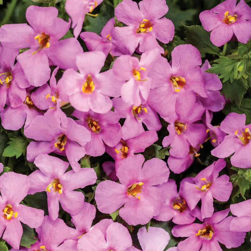 Snowstorm Rose Bacopa up close.