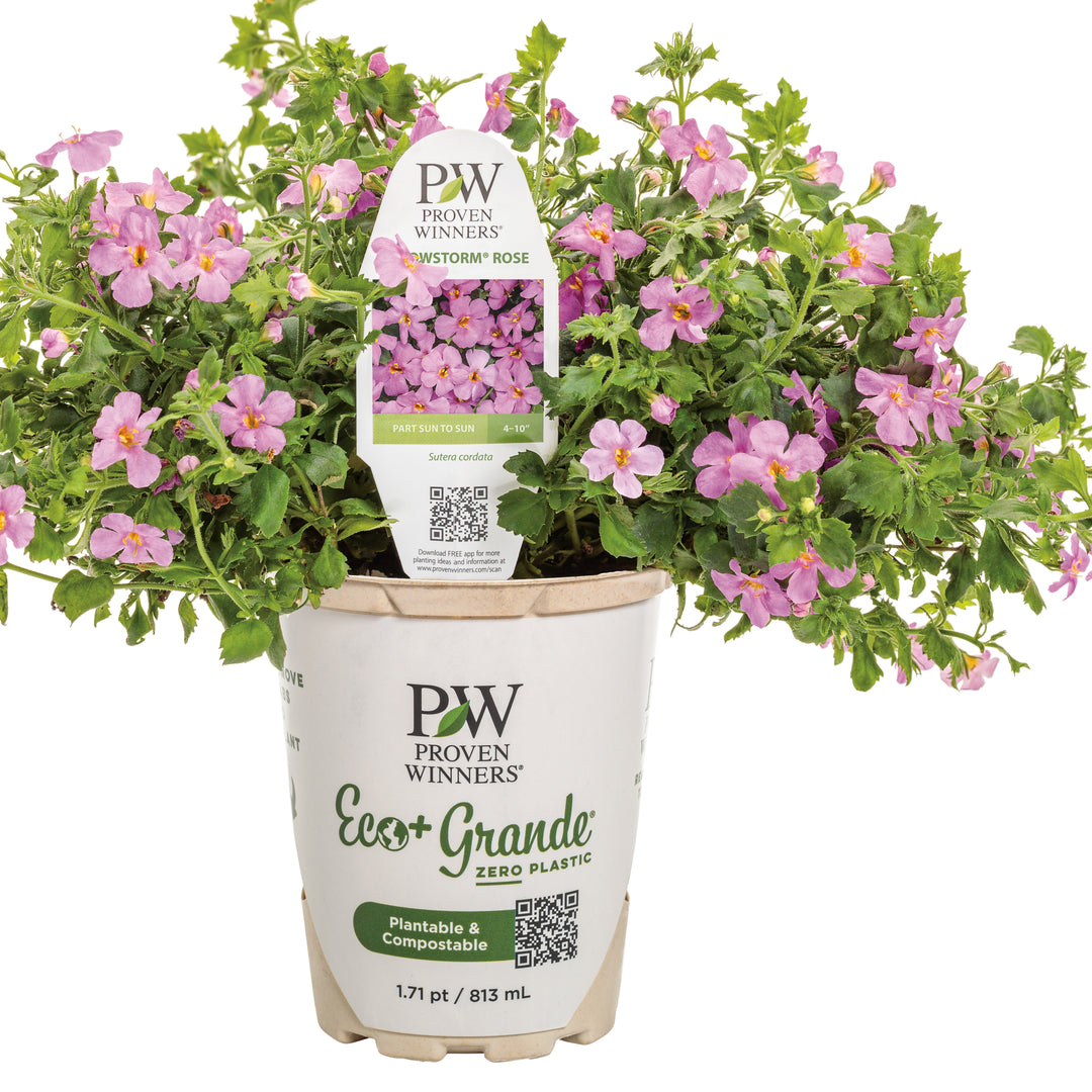 Snowstorm® Rose Bacopa (Sutera cordata)