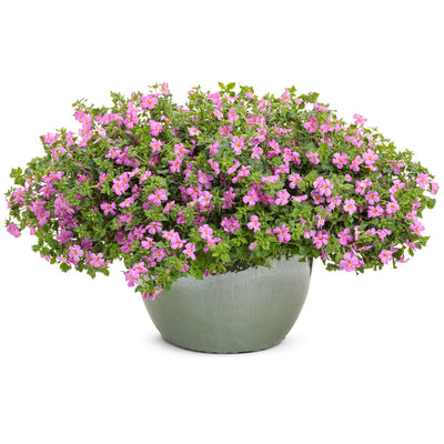 Snowstorm® Rose Bacopa (Sutera cordata)