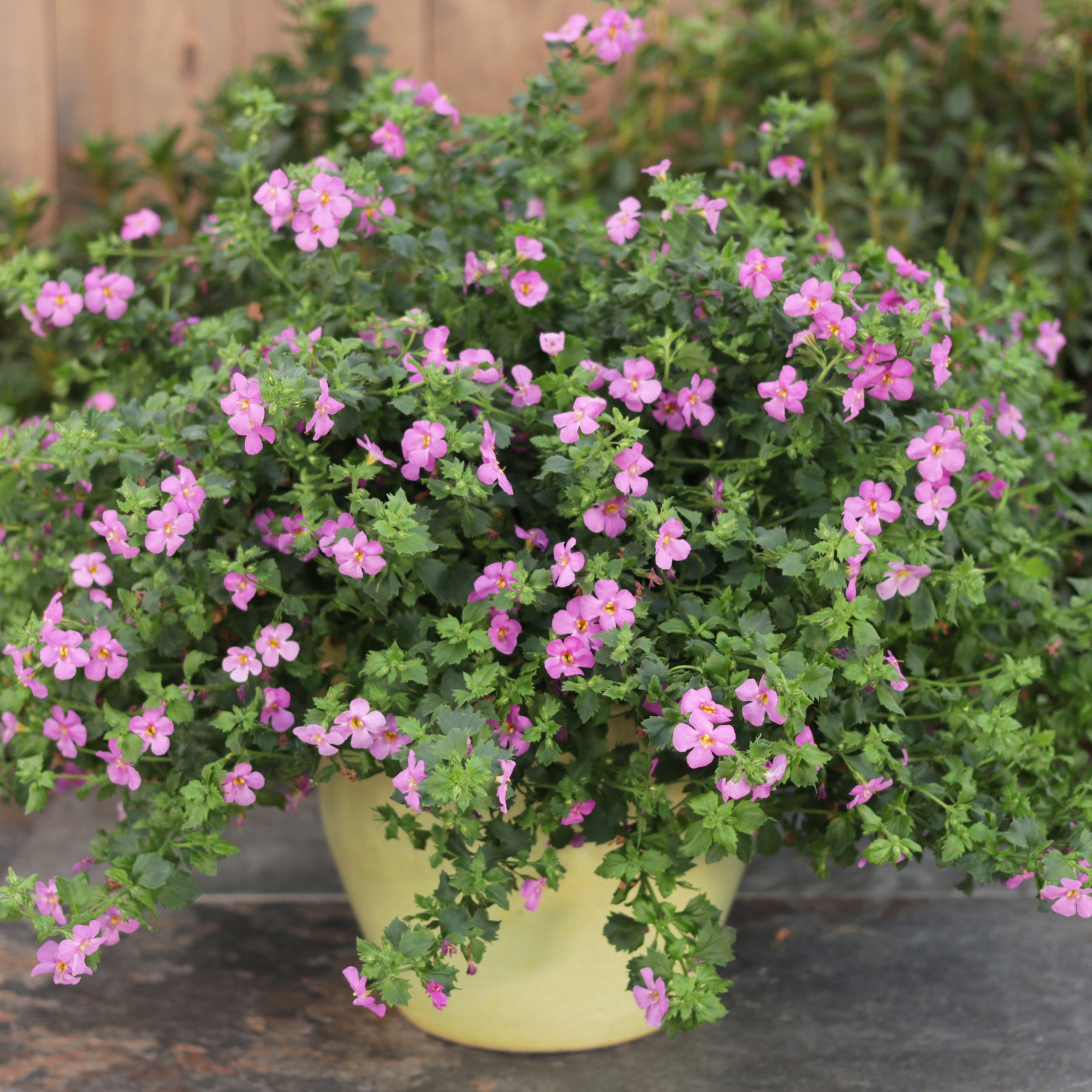 Snowstorm Roses Bacopa | Snowstorm® Rose | Proven Winners® Annuals – Proven Winners Direct™