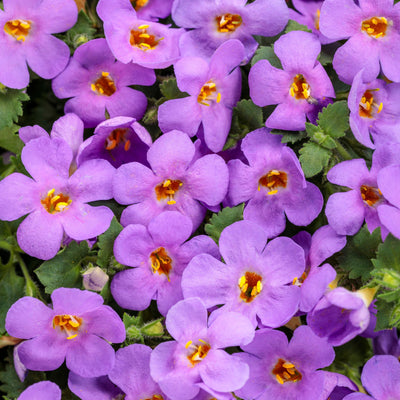 Snowstorm® Blue Bacopa (Sutera cordata)