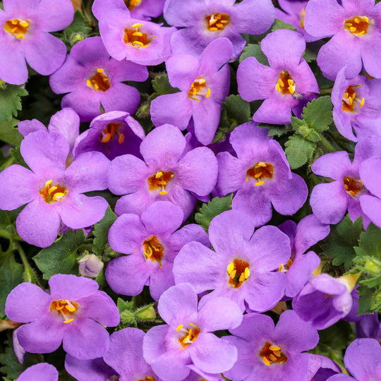 Snowstorm® Blue Bacopa (Sutera cordata)