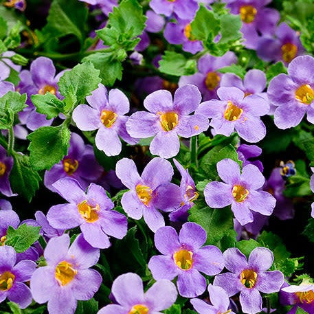 Snowstorm Blue Bacopa up close.