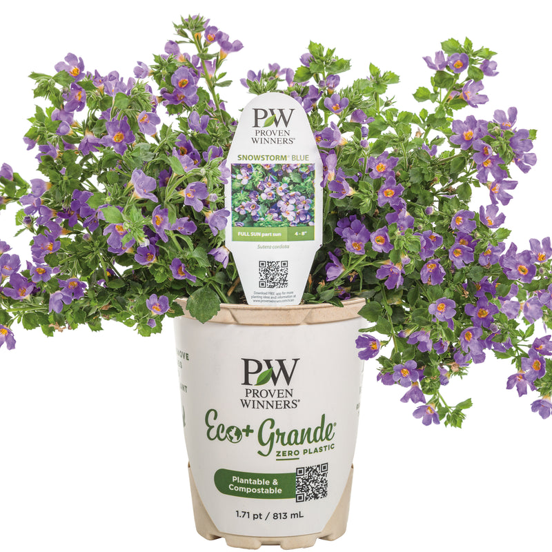 Snowstorm® Blue Bacopa (Sutera cordata)