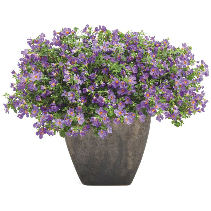 bacopa potted plant Bacopa | Snowstorm Blue
