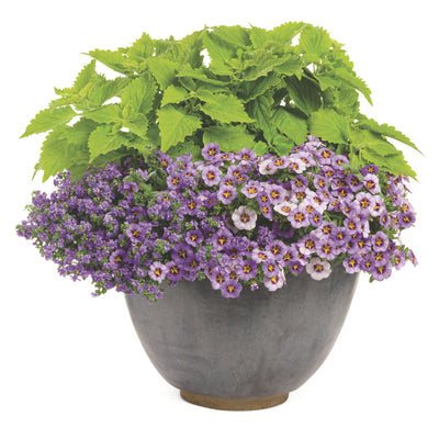 Snowstorm® Blue Bacopa (Sutera cordata)