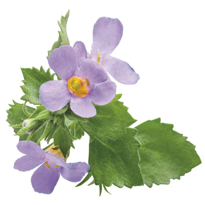 Snowstorm® Blue Bacopa (Sutera cordata)
