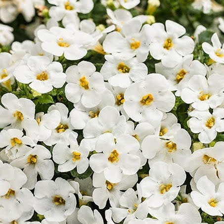 Snowstorm Snow Globe Bacopa up close.