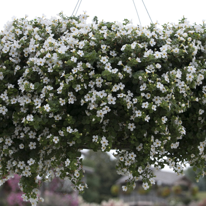 Snowstorm Snow Globe Bacopa in use.