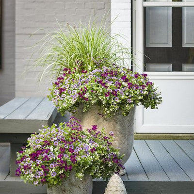 Snowstorm Snow Globe Bacopa in use.