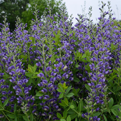 Decadence® 'Blueberry Sundae' False Indigo (Baptisia hybrid)