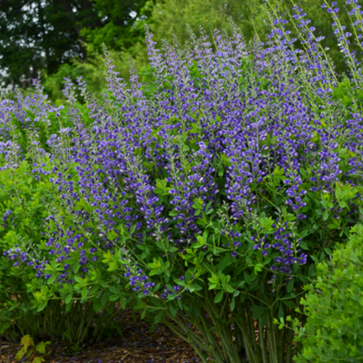 Decadence 'Blueberry Sundae' False Indigo in use.