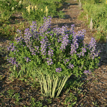 Decadence 'Blueberry Sundae' False Indigo in use.