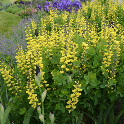 Decadence 'Lemon Meringue' False Indigo up close.