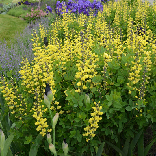 Decadence® 'Lemon Meringue' False Indigo (Baptisia hybrid)