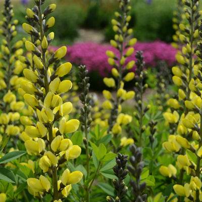 Decadence 'Lemon Meringue' False Indigo up close.