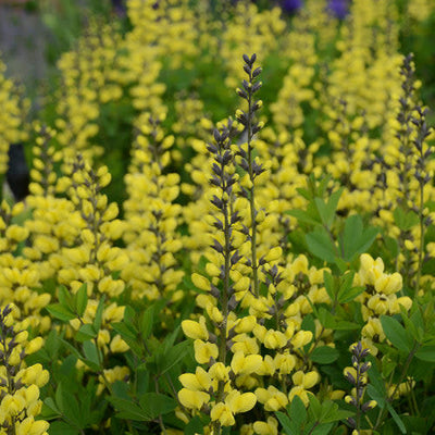 Decadence 'Lemon Meringue' False Indigo up close.