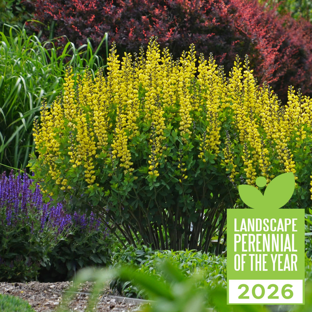 False Indigo | Decadence® 'Lemon Meringue' | Proven Winners