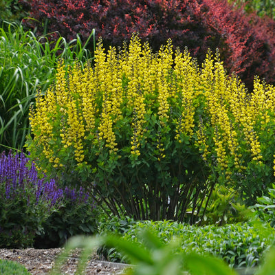 Decadence 'Lemon Meringue' False Indigo in focus.