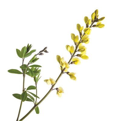 Decadence® 'Lemon Meringue' False Indigo (Baptisia hybrid)