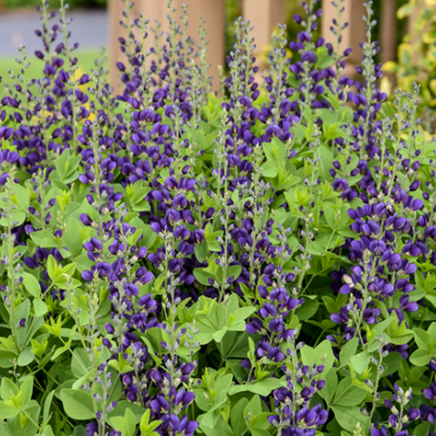Decadence 'Sparkling Sapphires' False Indigo up close.