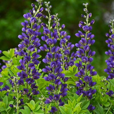Decadence 'Sparkling Sapphires' False Indigo up close.