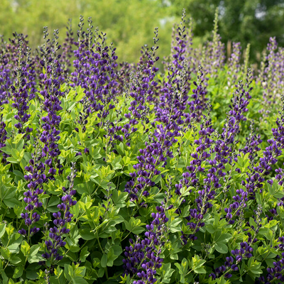 Decadence 'Sparkling Sapphires' False Indigo up close.